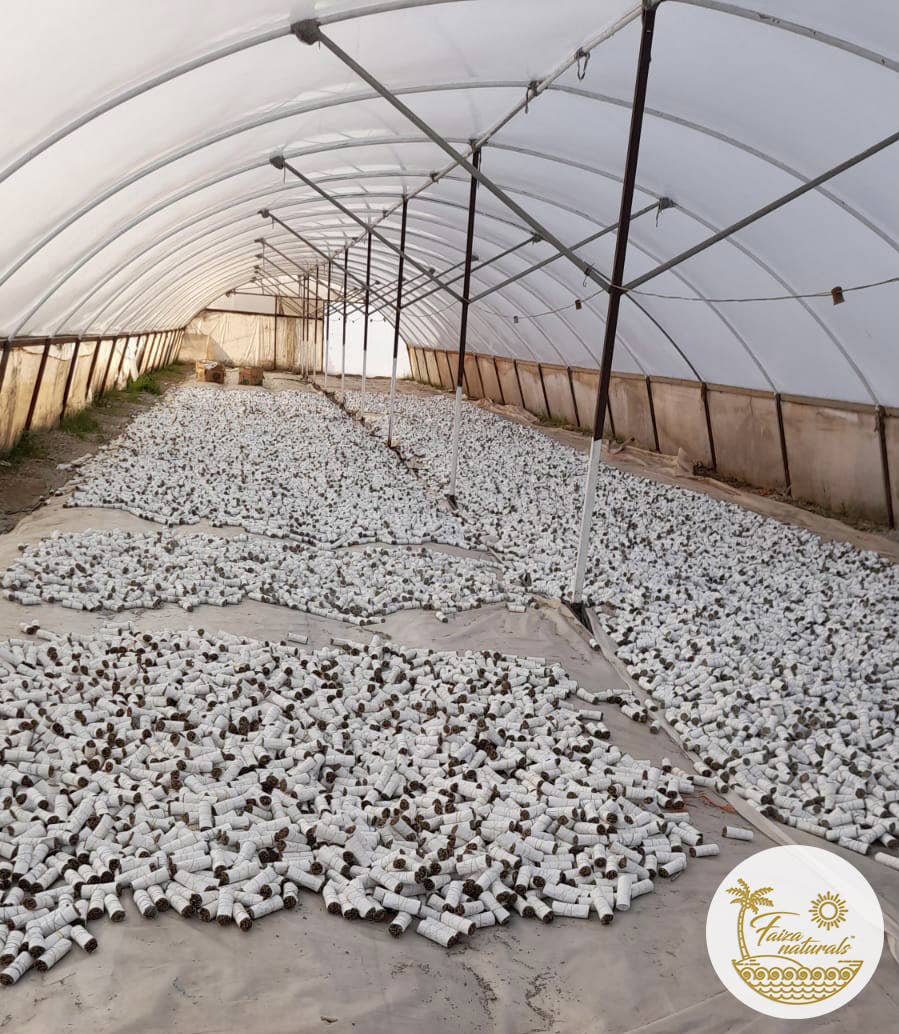 White Sage Bundles 4 inch- California White Sage Farm